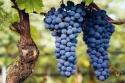 Barbera