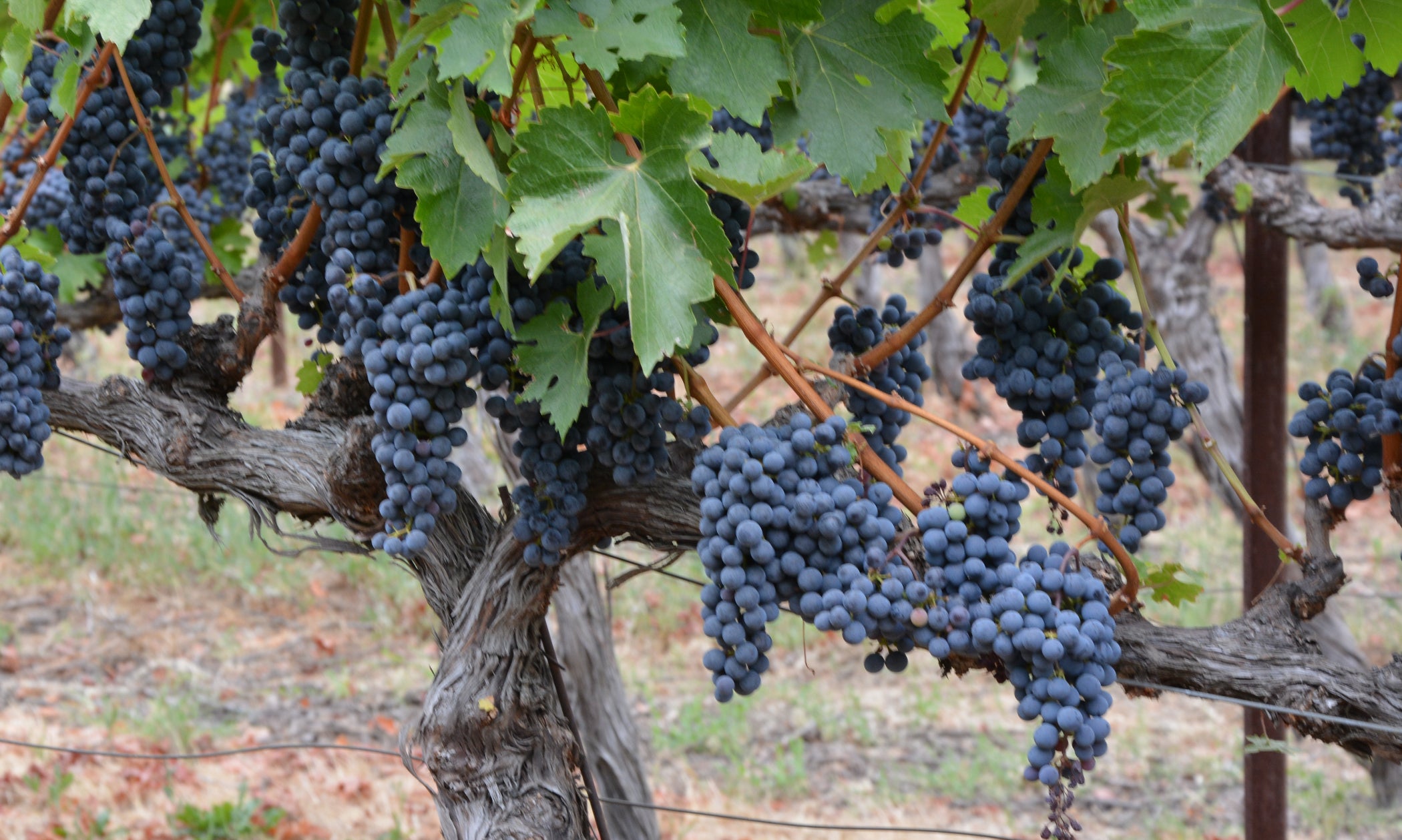 Cabernet Franc